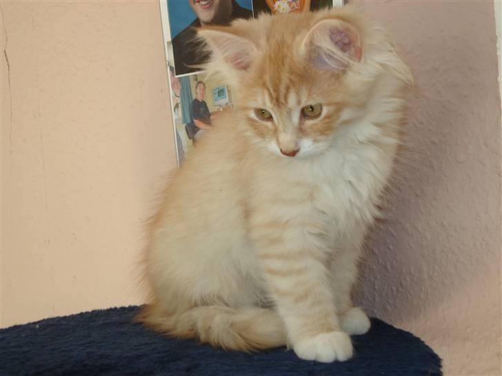 Norsk Skovkat Ofelia billede 1