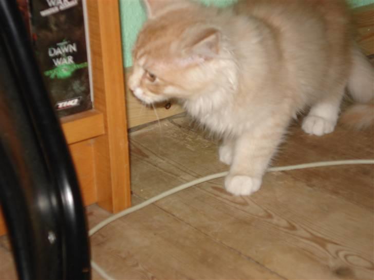 Norsk Skovkat Ofelia billede 3