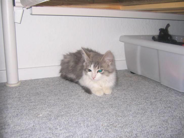 Norsk Skovkat Nuser R.I.P - Nuser da han var her for 1. gang billede 1