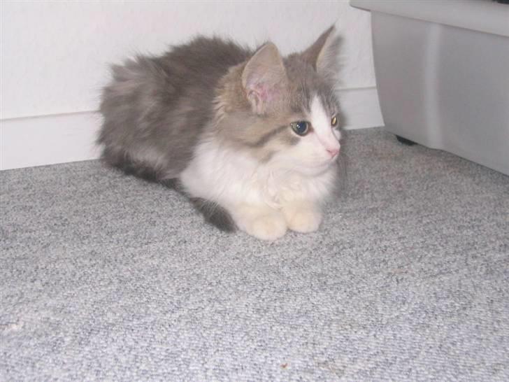 Norsk Skovkat Nuser R.I.P - igen billede 2