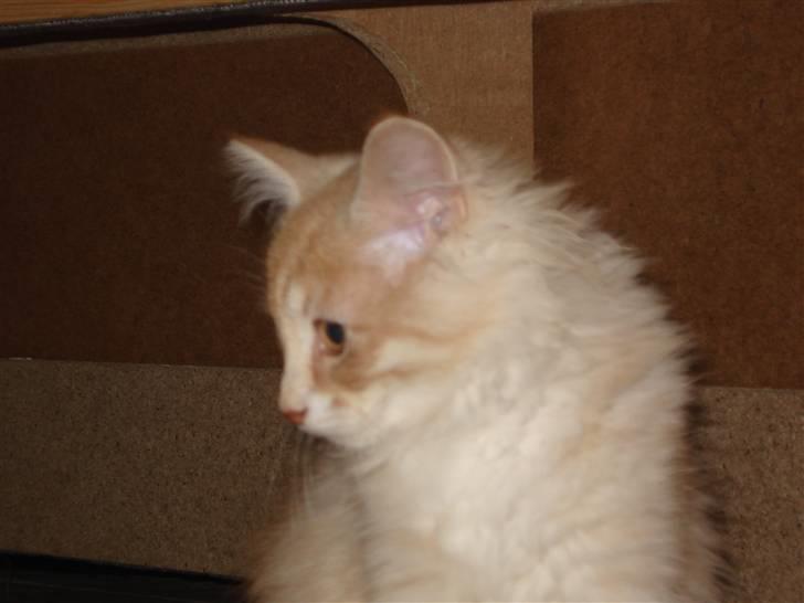 Norsk Skovkat Ofelia billede 5