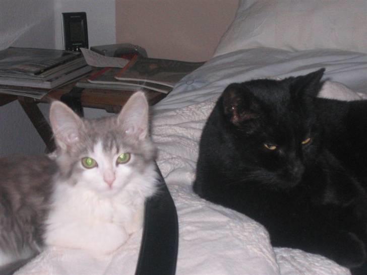 Norsk Skovkat Nuser R.I.P - Malle og Nuser billede 3