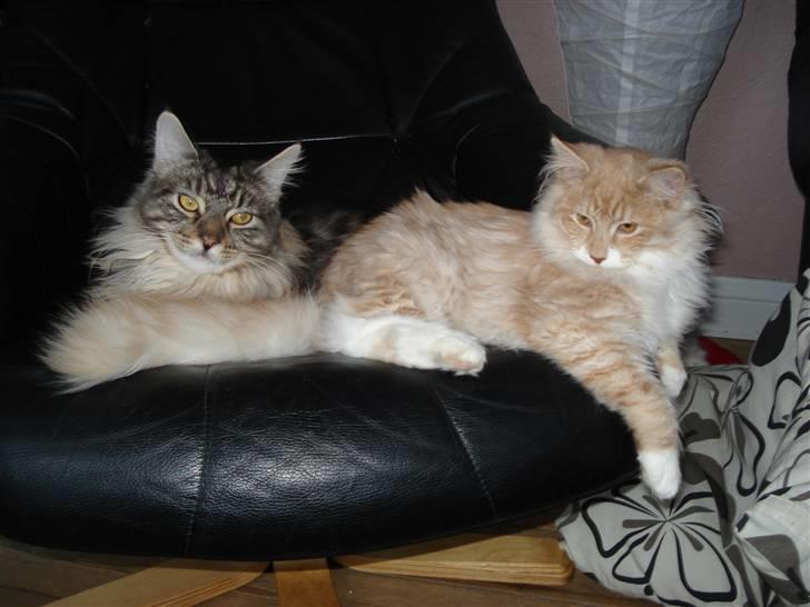 Norsk Skovkat Ofelia billede 6