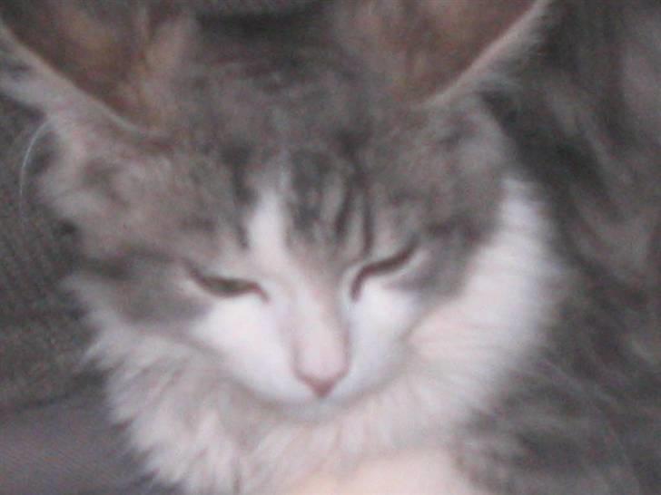 Norsk Skovkat Nuser R.I.P billede 4