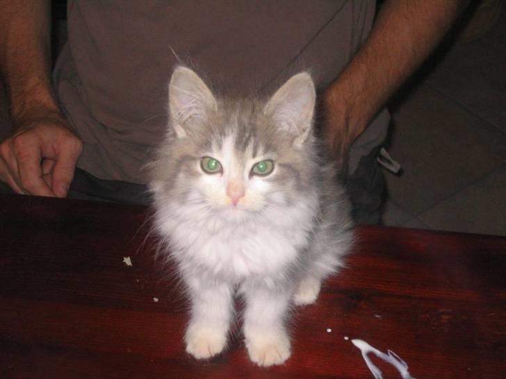 Norsk Skovkat Nuser R.I.P - han har lige føret Mælk billede 5