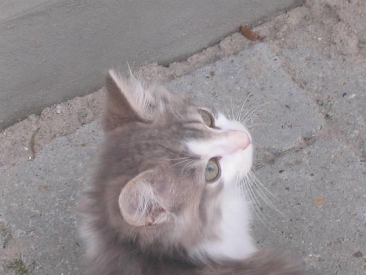 Norsk Skovkat Nuser R.I.P - *uhhh da fluver en fugl* billede 6