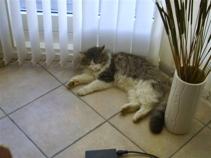 Norsk Skovkat Nuser R.I.P billede 7