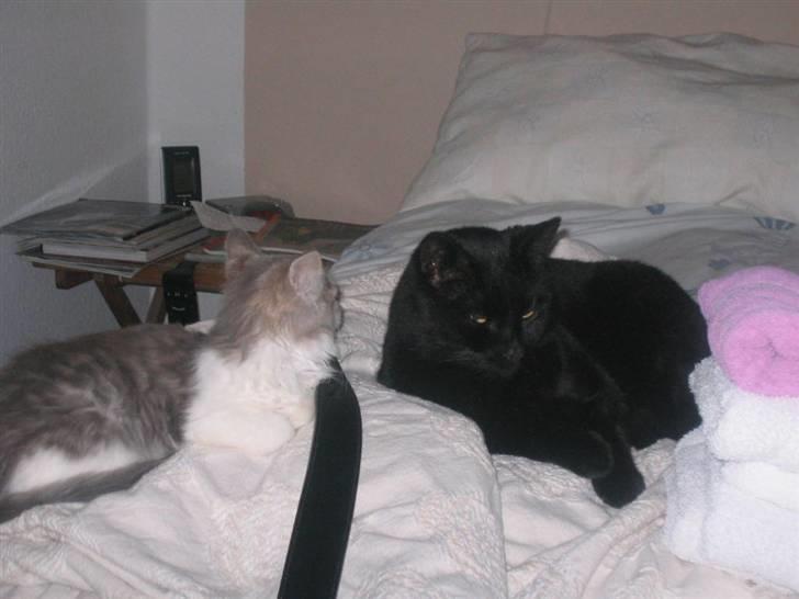 Norsk Skovkat Nuser R.I.P billede 8