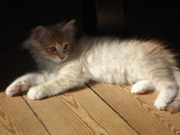 Norsk Skovkat Ofelia billede 9