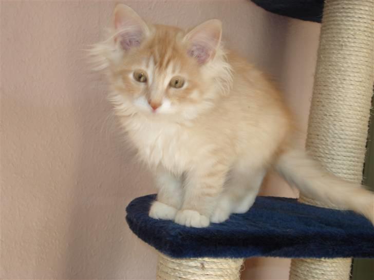 Norsk Skovkat Ofelia billede 11