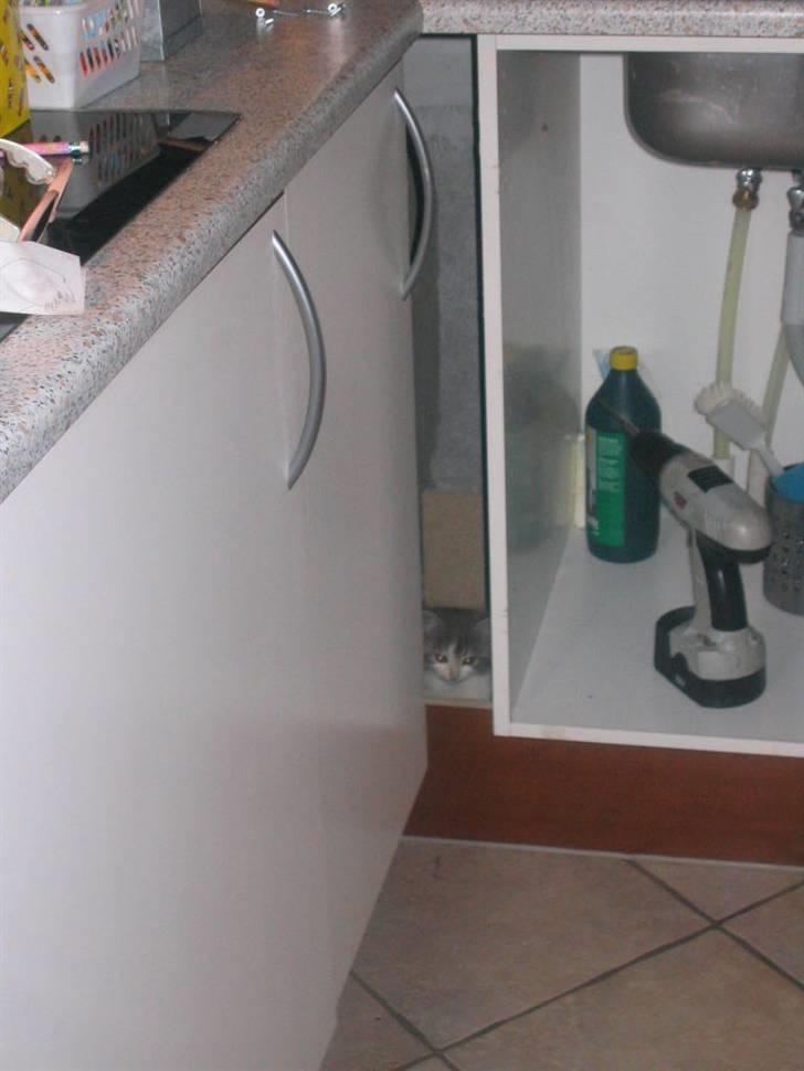 Norsk Skovkat Nuser R.I.P billede 9