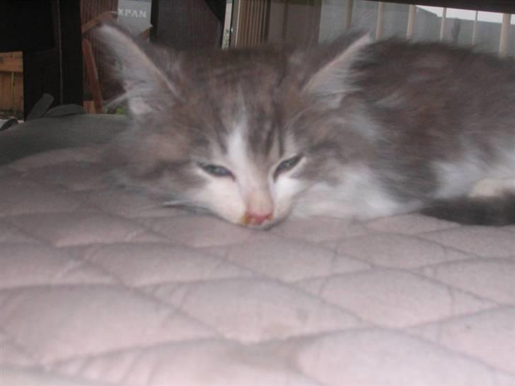 Norsk Skovkat Nuser R.I.P - han er førkølet billede 10