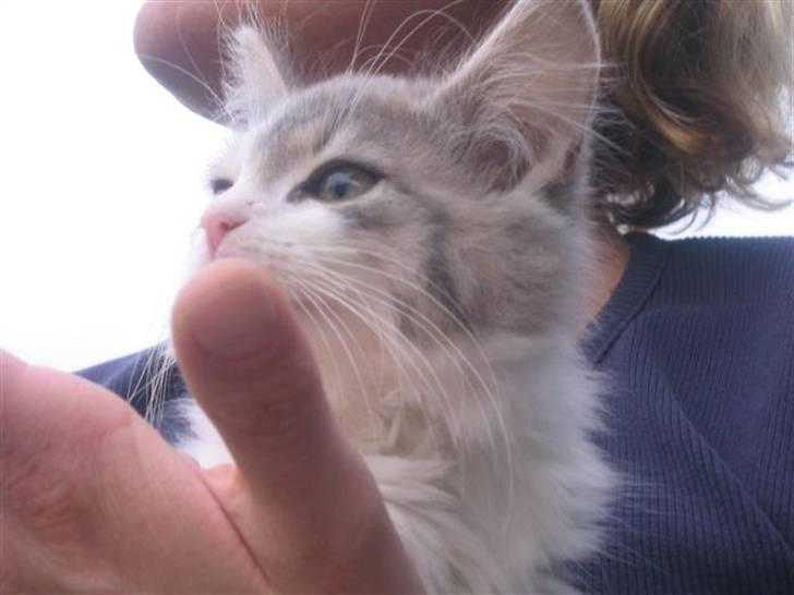 Norsk Skovkat Nuser R.I.P billede 11