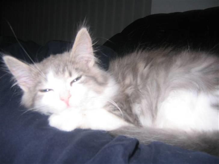 Norsk Skovkat Nuser R.I.P billede 12