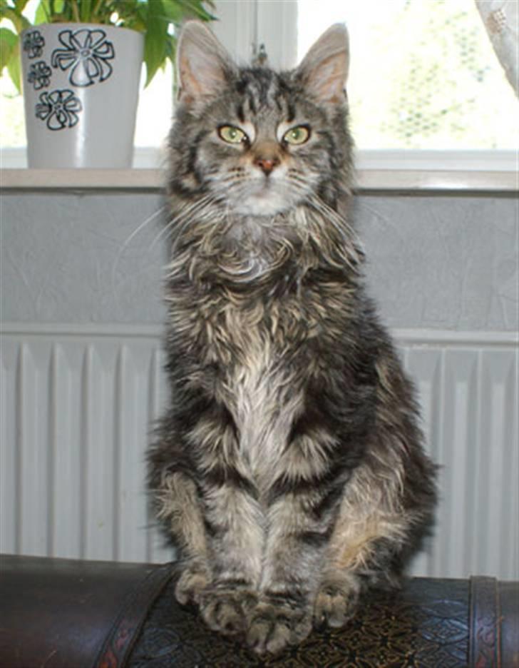 Maine Coon Timita`s Fire Girl billede 1