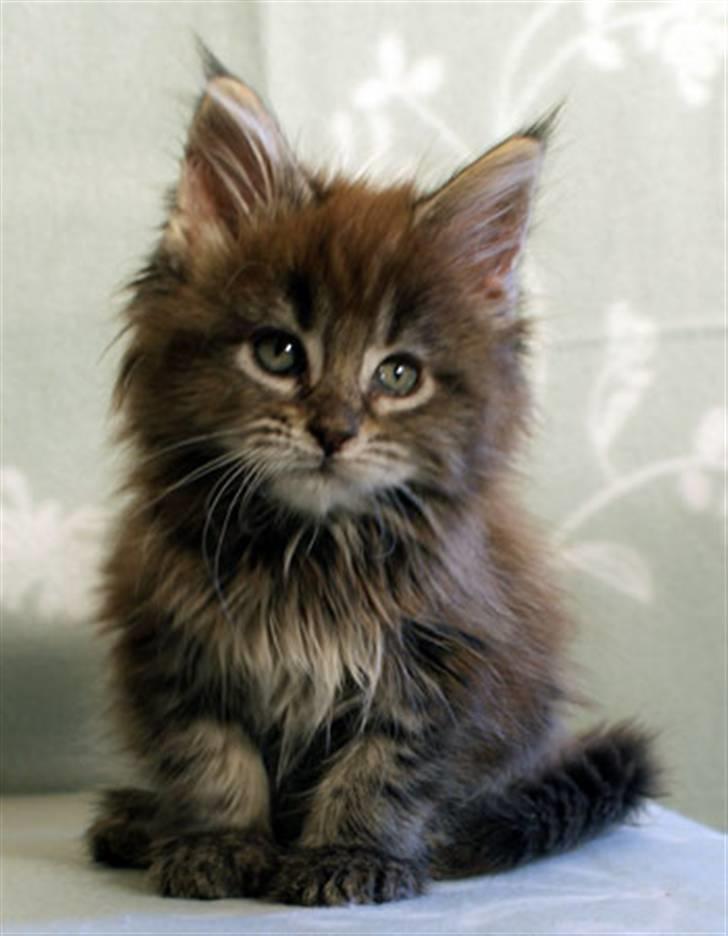 Maine Coon Timita`s Fire Girl billede 6