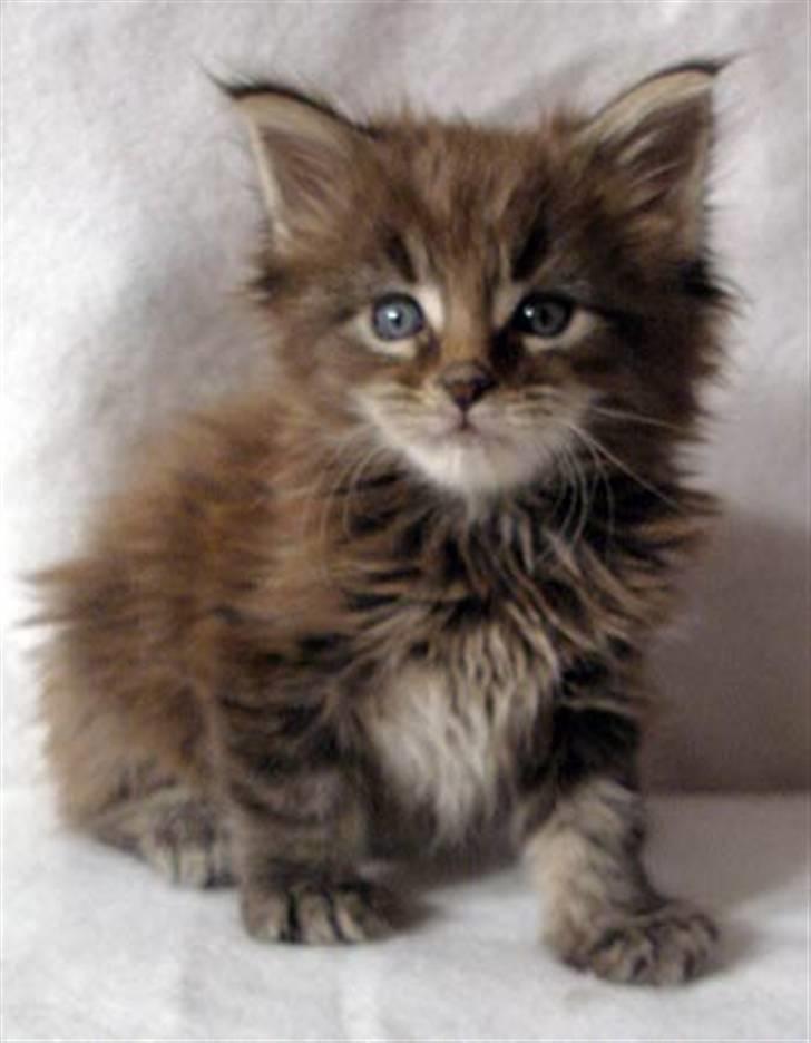 Maine Coon Timita`s Fire Girl billede 8