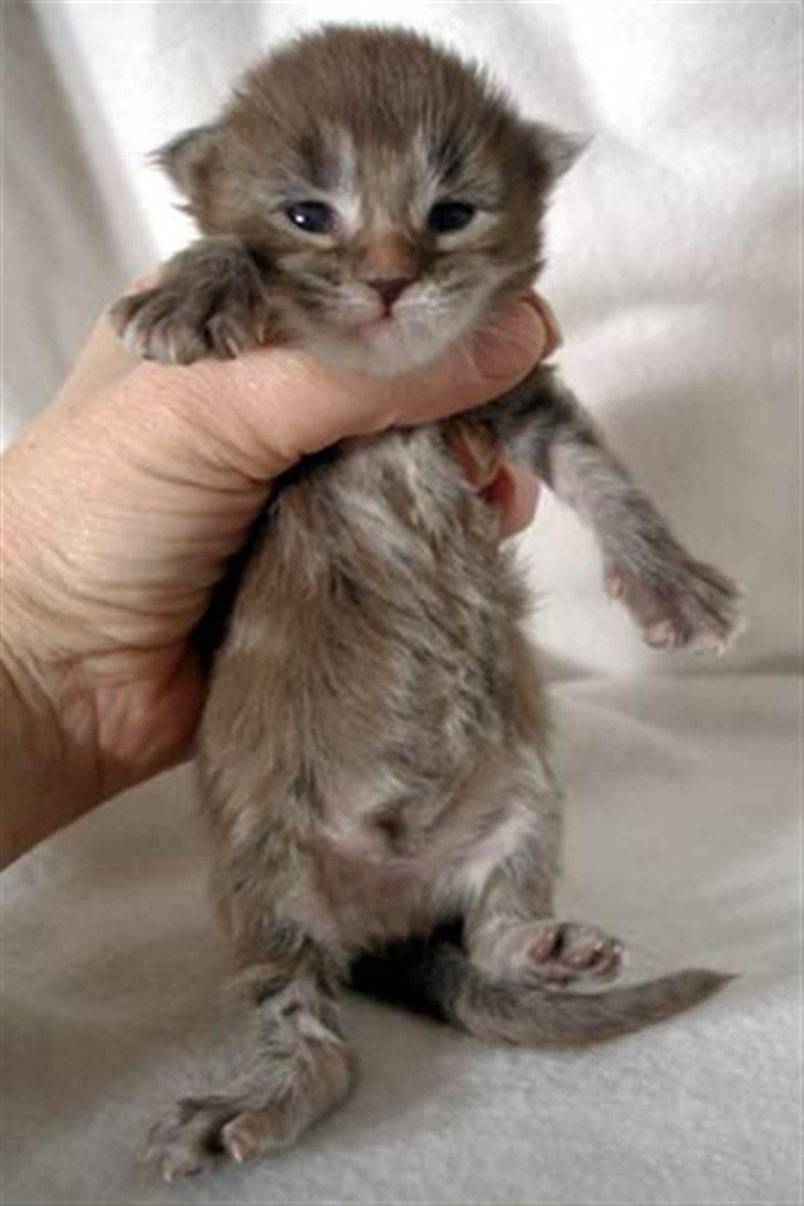 Maine Coon Timita`s Fire Girl billede 9