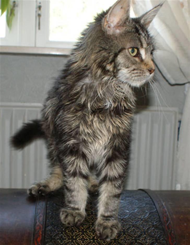 Maine Coon Timita`s Fire Girl billede 12