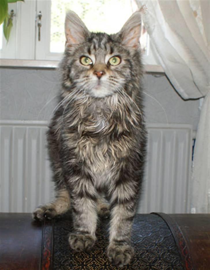 Maine Coon Timita`s Fire Girl billede 13