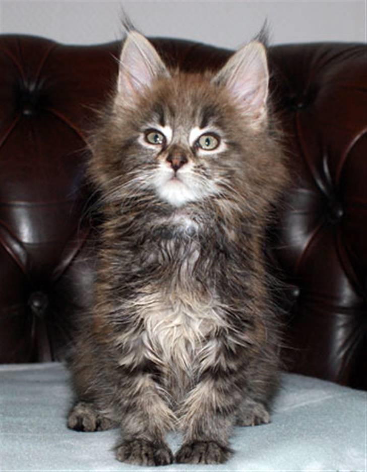 Maine Coon Timita`s Fire Girl billede 14