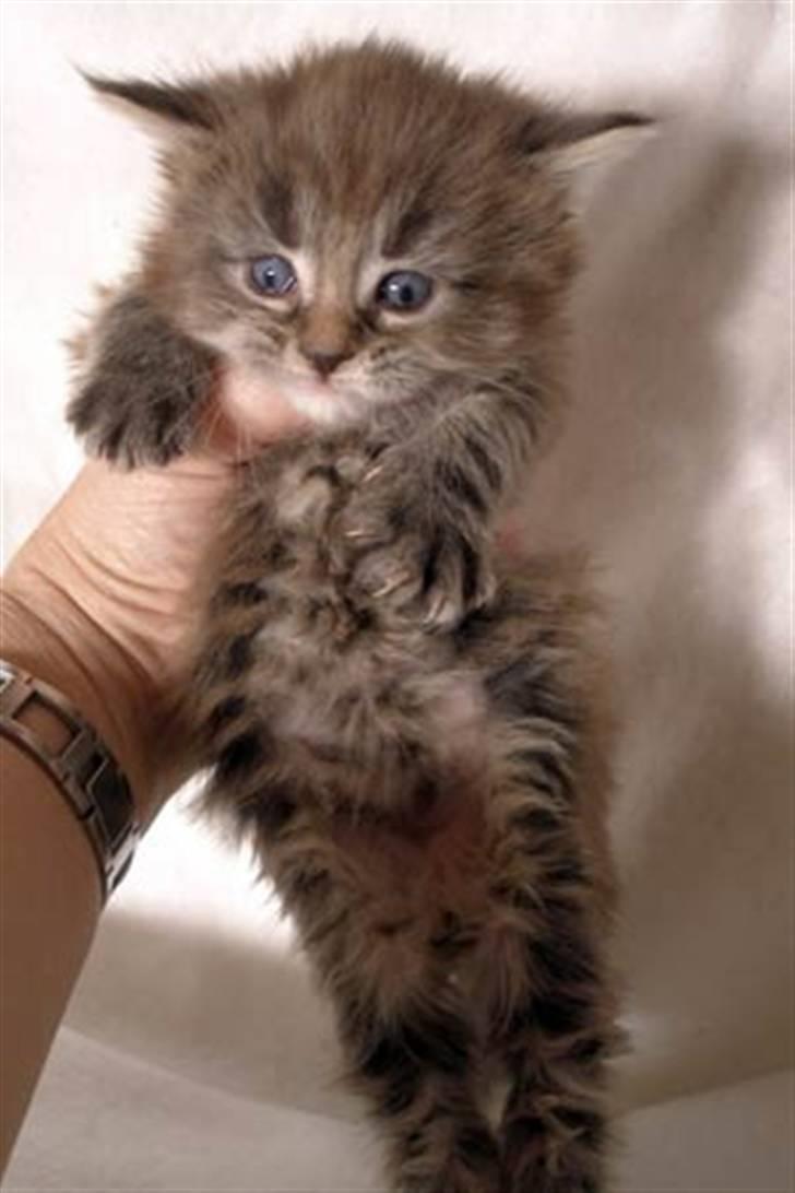 Maine Coon Timita`s Fire Girl billede 15