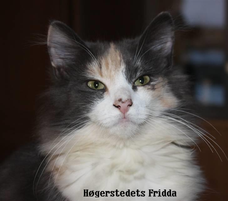 Norsk Skovkat Høgerstedets Frida billede 1