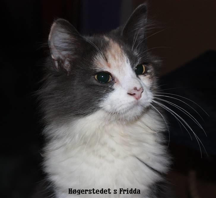 Norsk Skovkat Høgerstedets Frida billede 2