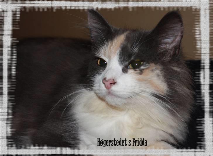 Norsk Skovkat Høgerstedets Frida billede 3
