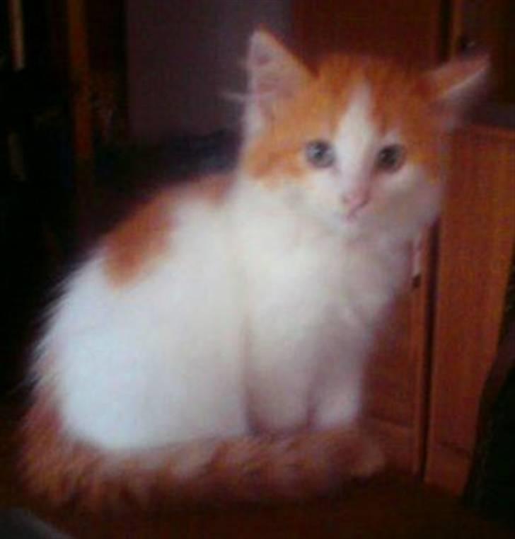 Norsk Skovkat Høgerstedets Gucci billede 2