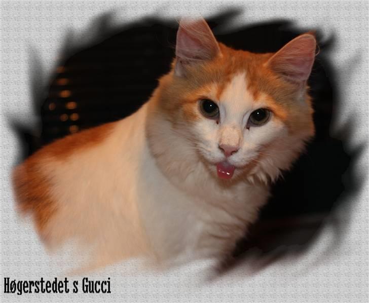 Norsk Skovkat Høgerstedets Gucci billede 4