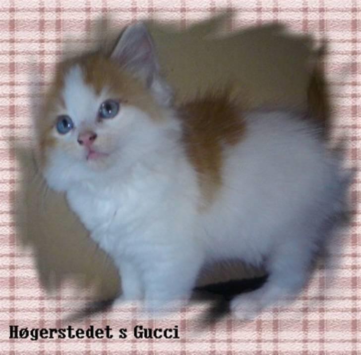Norsk Skovkat Høgerstedets Gucci billede 5