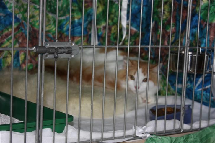 Norsk Skovkat Høgerstedets Gucci billede 6