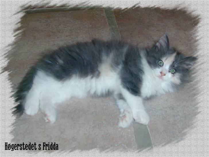 Norsk Skovkat Høgerstedets Frida billede 4