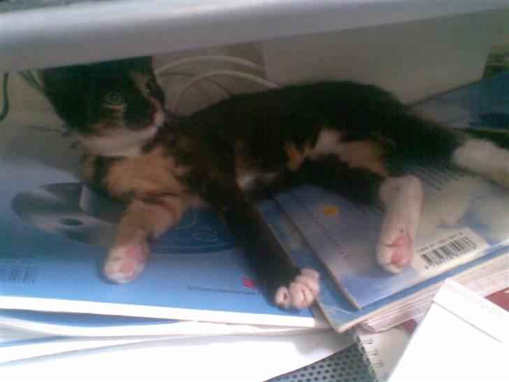 Blanding af racer Mira - nogen der kan fortælle mig hvilken race min lille kat er? billede 1