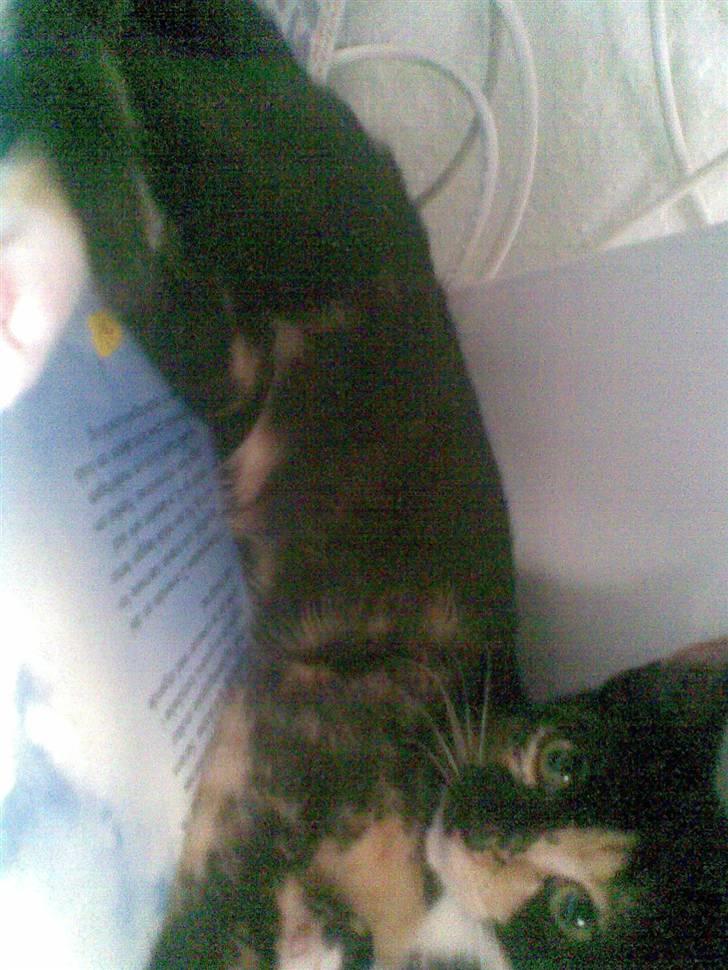 Blanding af racer Mira - nogen der kan fortælle mig hvilken race min lille kat er? billede 2