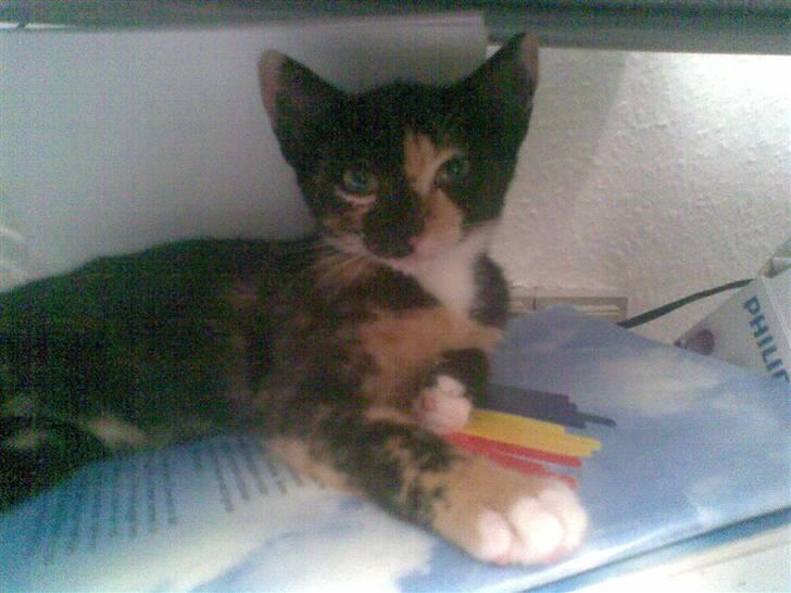 Blanding af racer Mira - nogen der kan fortælle mig hvilken race min lille kat er? billede 3