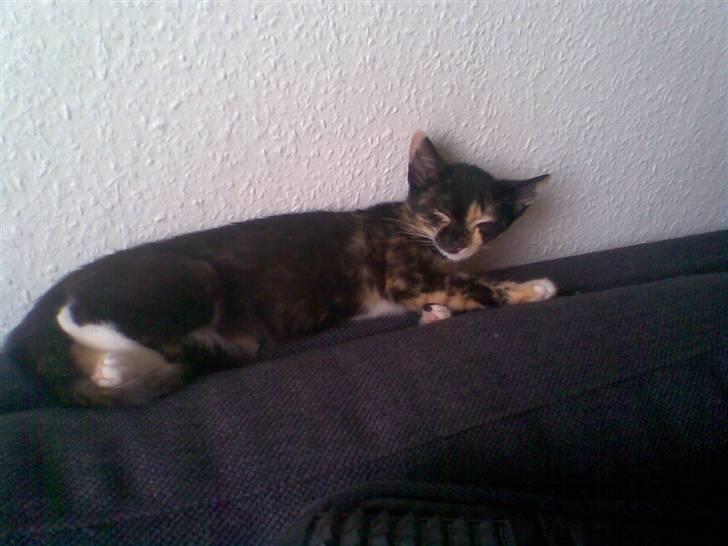 Blanding af racer Mira billede 4