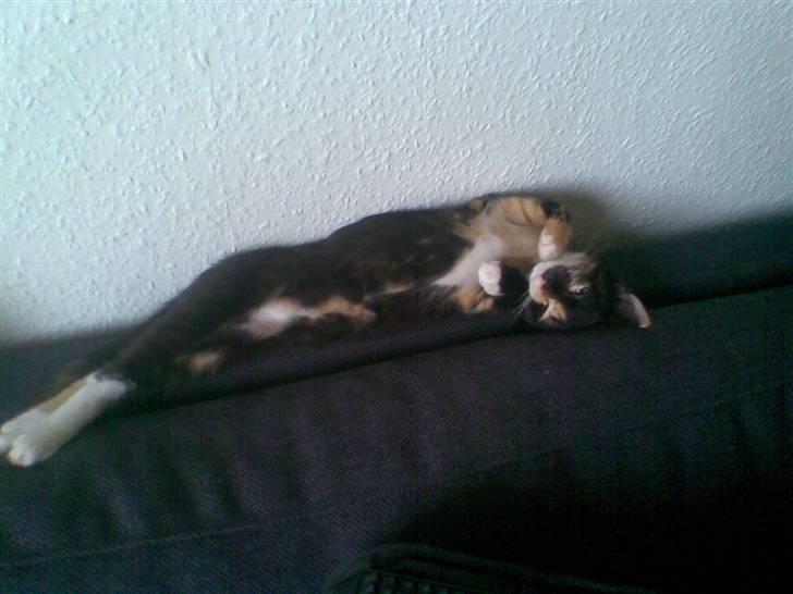 Blanding af racer Mira billede 5