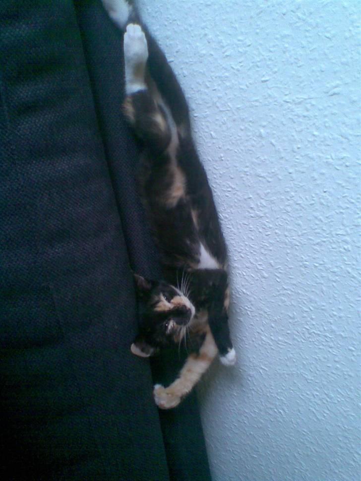 Blanding af racer Mira billede 6