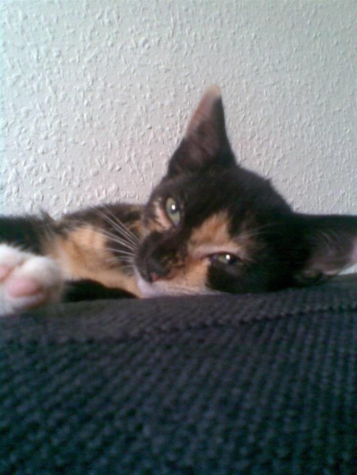 Blanding af racer Mira billede 7