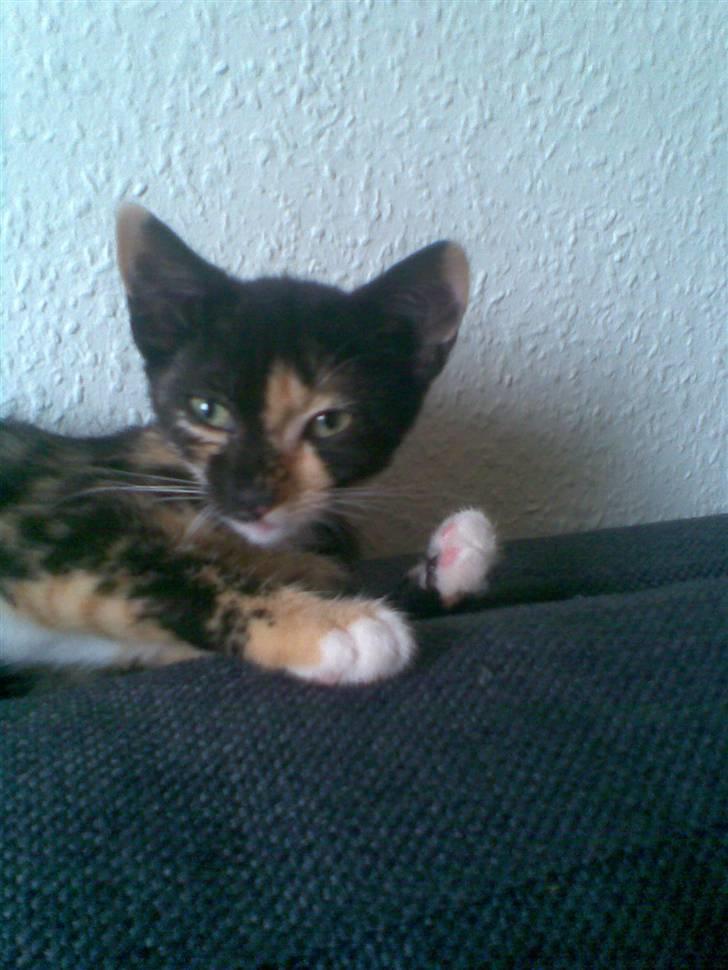 Blanding af racer Mira billede 8