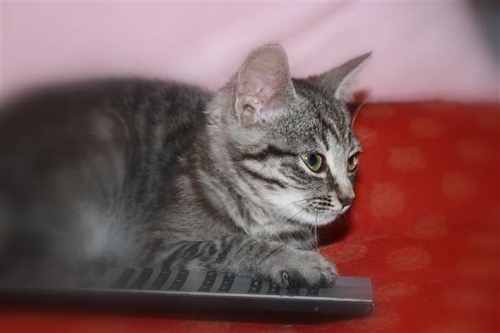 Huskat Freja<3. - Hmm.. TV2? billede 10