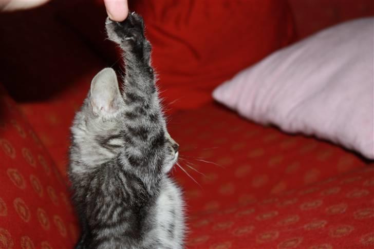 Huskat Freja<3. - Jeg er så stærk! billede 11