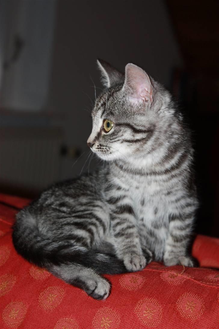 Huskat Freja<3. billede 12