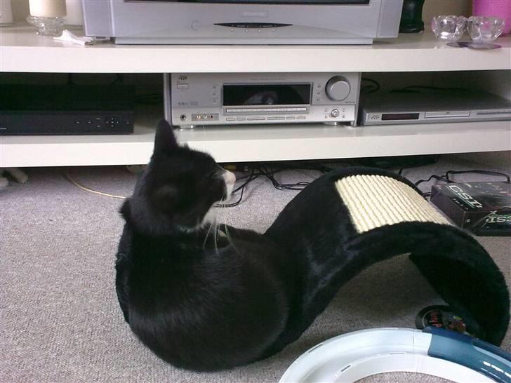 Huskat Kaiser billede 1