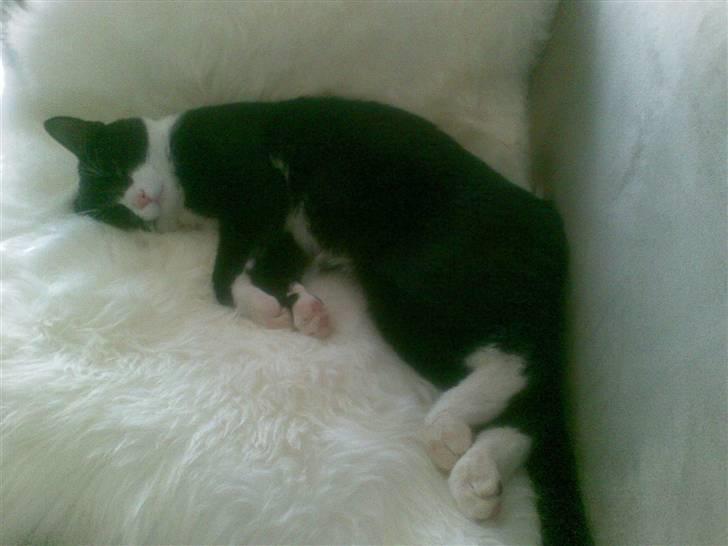 Huskat Kaiser billede 2