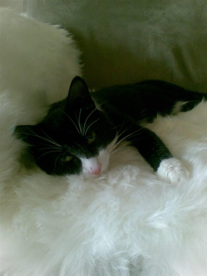 Huskat Kaiser billede 3