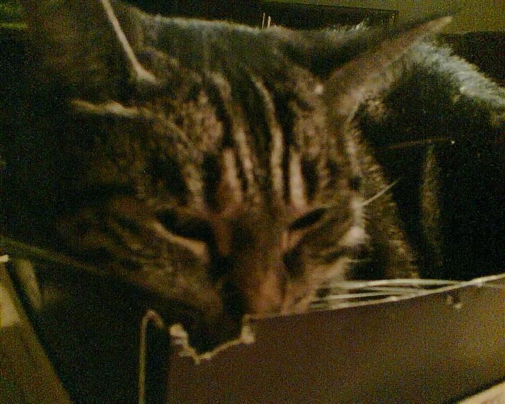 Huskat R.I.P. Mille billede 6