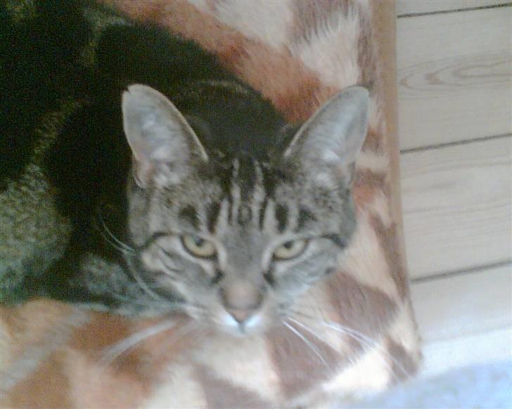 Huskat R.I.P. Mille billede 7